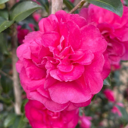 Camellia  'JDCXLL0501'