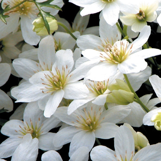 Clematis - cartmanii Joe