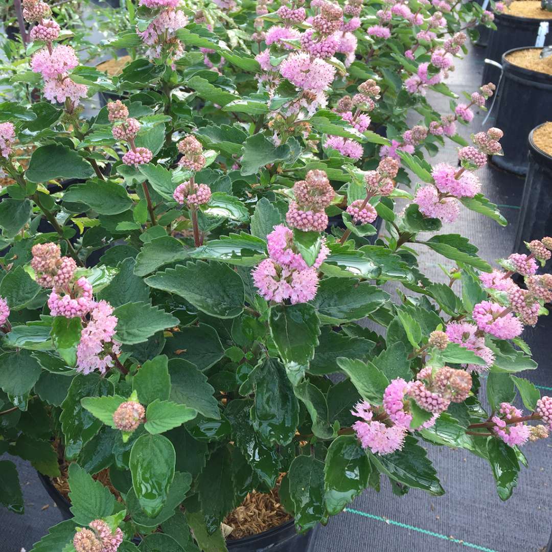 Blue mist spirea, bluebeard - BEYOND PINK’D