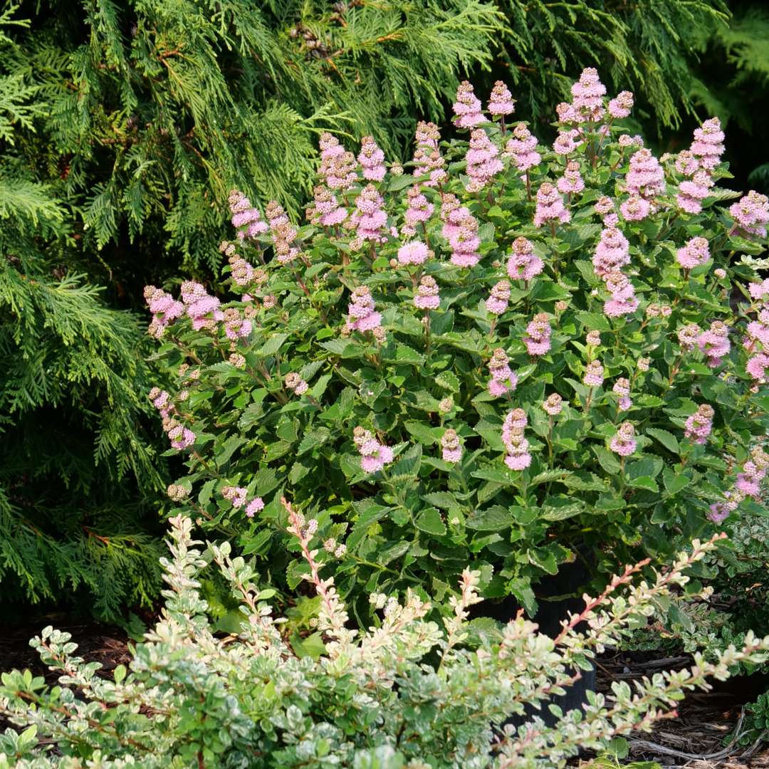 Blue mist spirea, bluebeard - BEYOND PINK’D