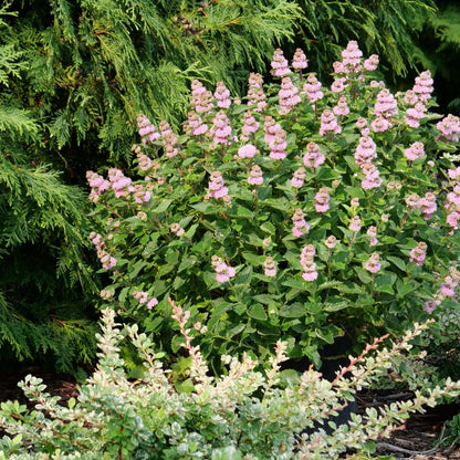 Blue mist spirea, bluebeard - BEYOND PINK’D