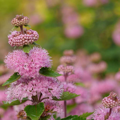 Blue mist spirea, bluebeard - BEYOND PINK’D