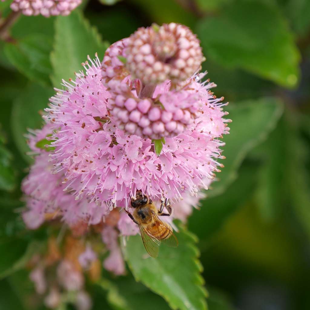 Blue mist spirea, bluebeard - BEYOND PINK’D