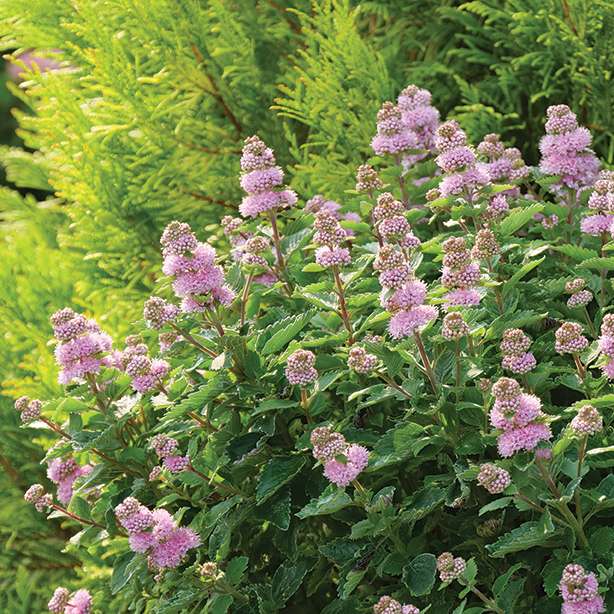 Blue mist spirea, bluebeard - BEYOND PINK’D