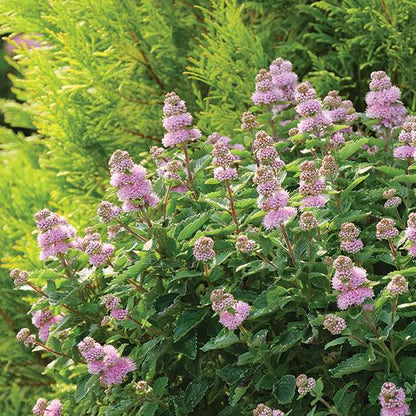 Blue mist spirea, bluebeard - BEYOND PINK’D