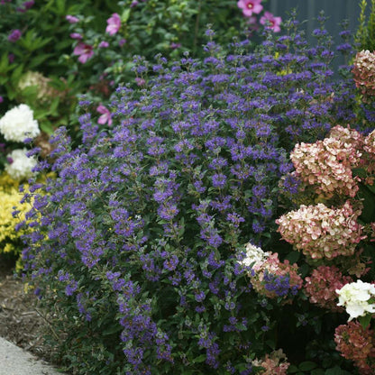 Bluebeard - BEYOND MIDNIGHT
