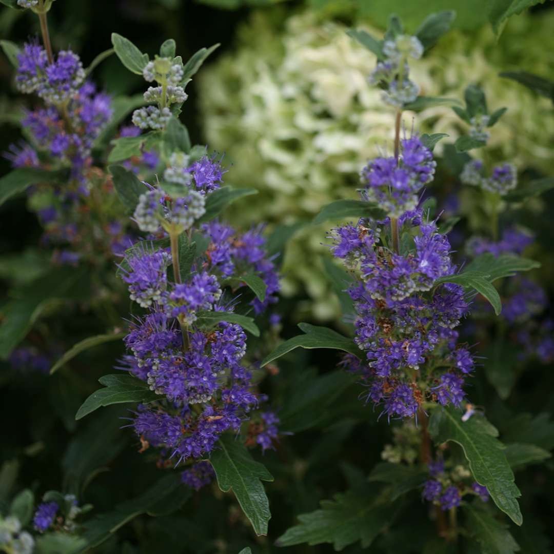 Bluebeard - BEYOND MIDNIGHT