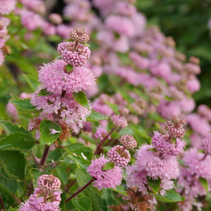 Blue mist spirea, bluebeard - BEYOND PINK’D