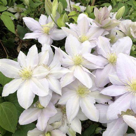 Clematis 'Chelsea' - 3 ft Dwarf Variety