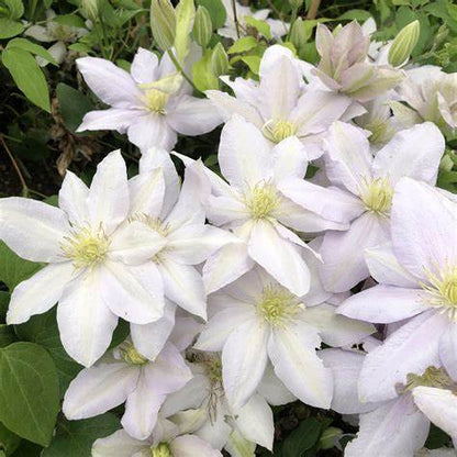 Clematis 'Chelsea' - 3 ft Dwarf Variety