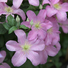 Load image into Gallery viewer, Clematis &#39;Cometesse De Bouchaud&#39;
