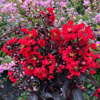 Crapemyrtle - CENTER STAGE Red