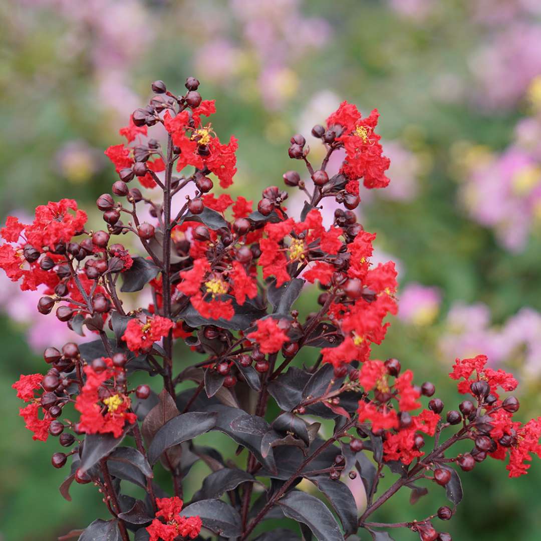 Crapemyrtle - CENTER STAGE Red