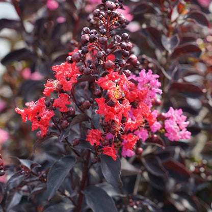 Crapemyrtle - CENTER STAGE Red