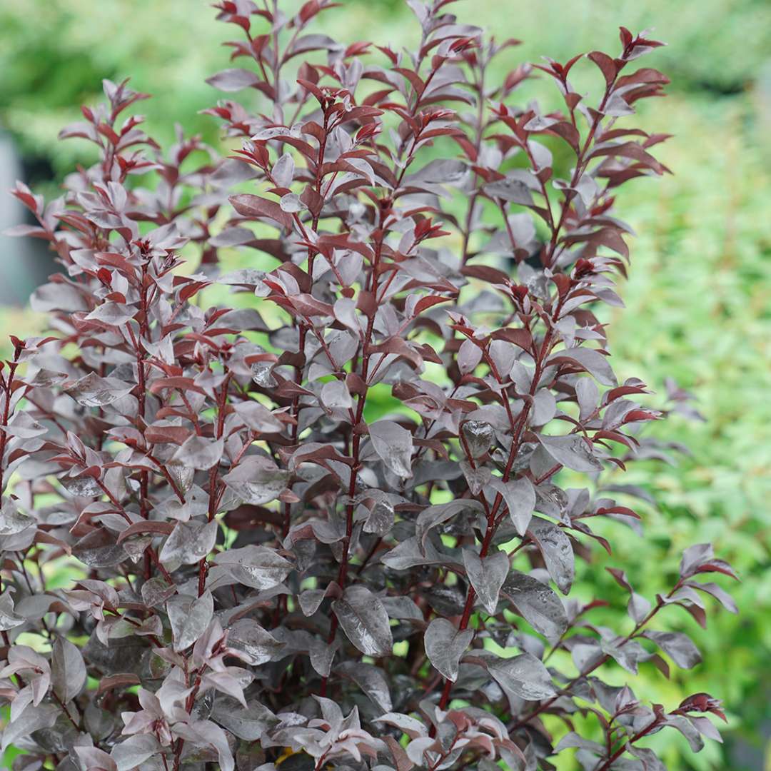 Crapemyrtle - CENTER STAGE Red