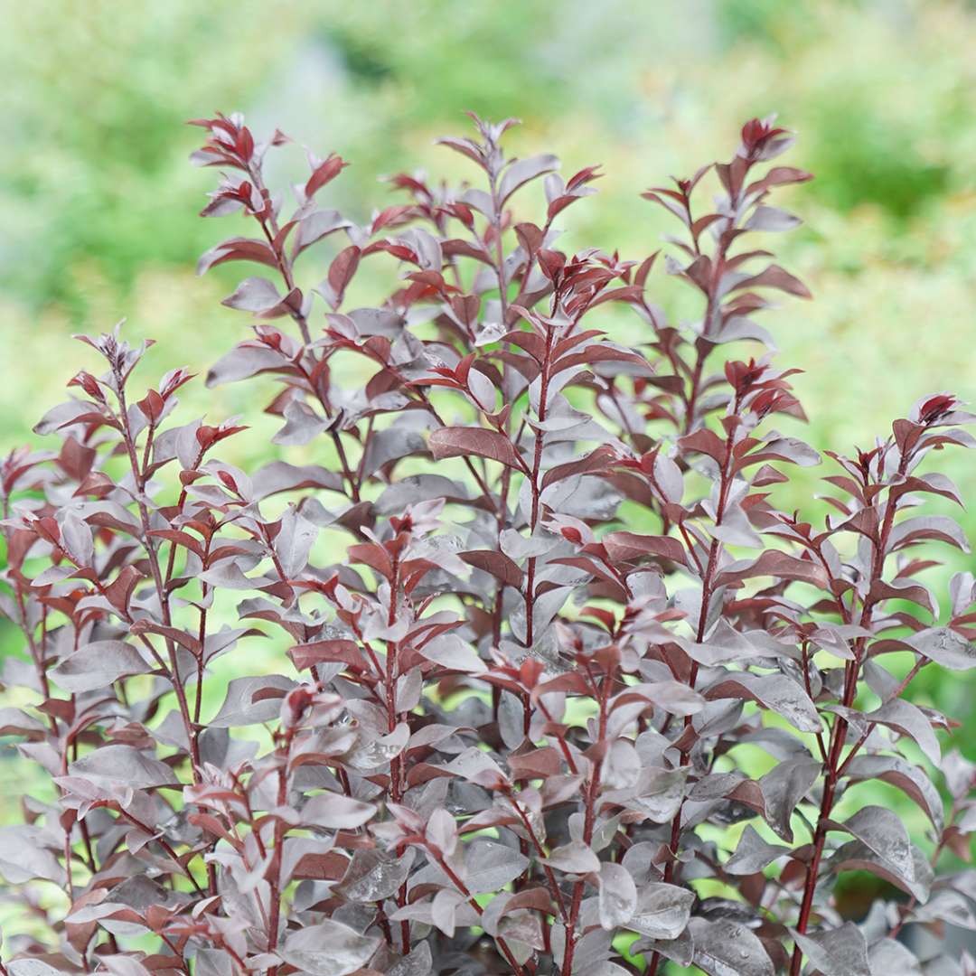 Crapemyrtle - CENTER STAGE Red
