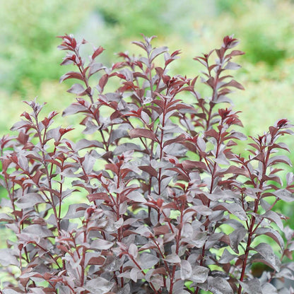 Crapemyrtle - CENTER STAGE Red