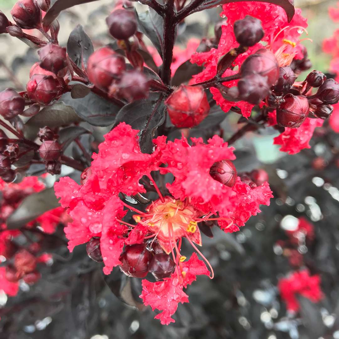 Crapemyrtle - CENTER STAGE Red