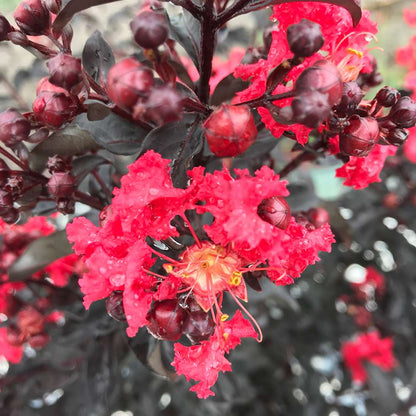 Crapemyrtle - CENTER STAGE Red
