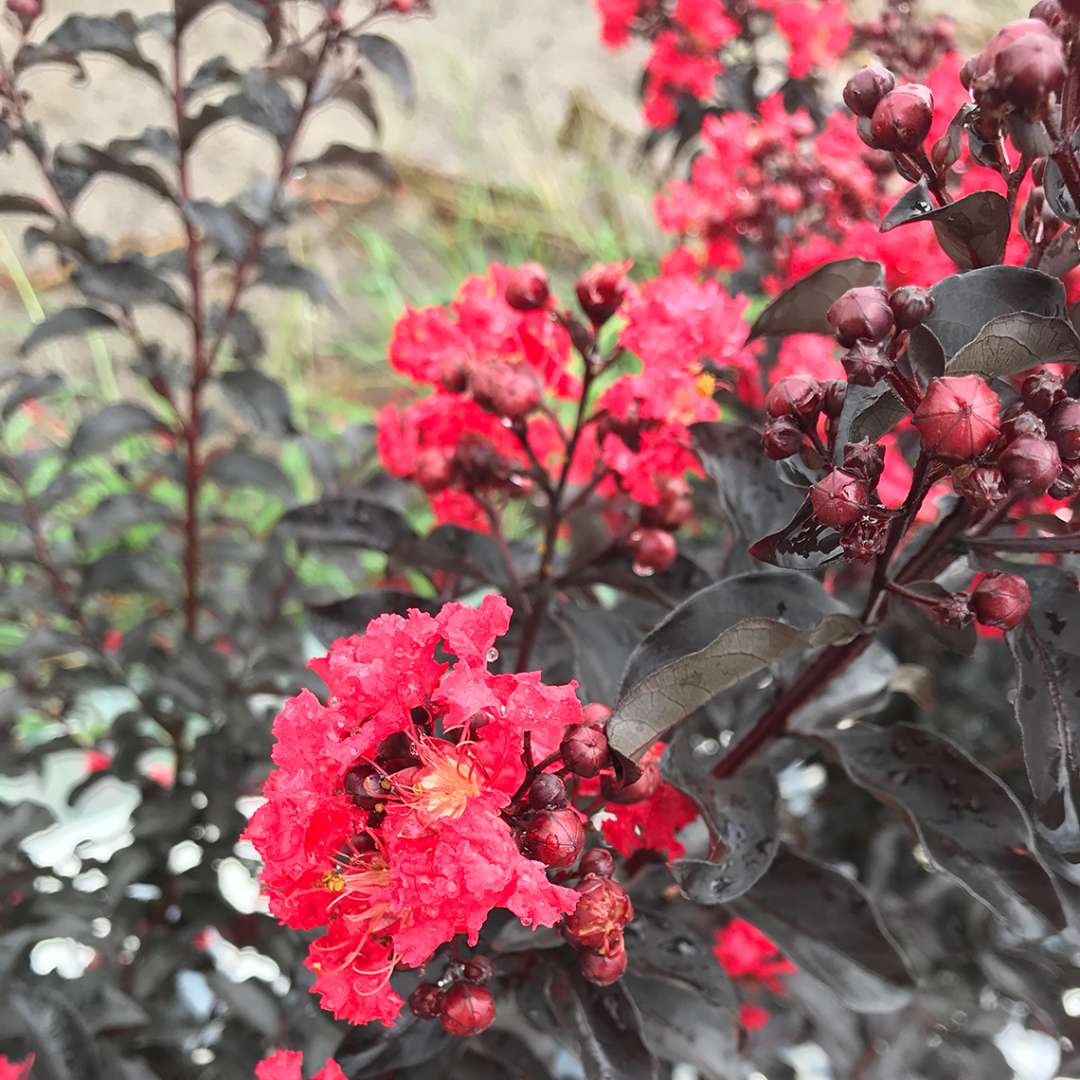Crapemyrtle - CENTER STAGE Red