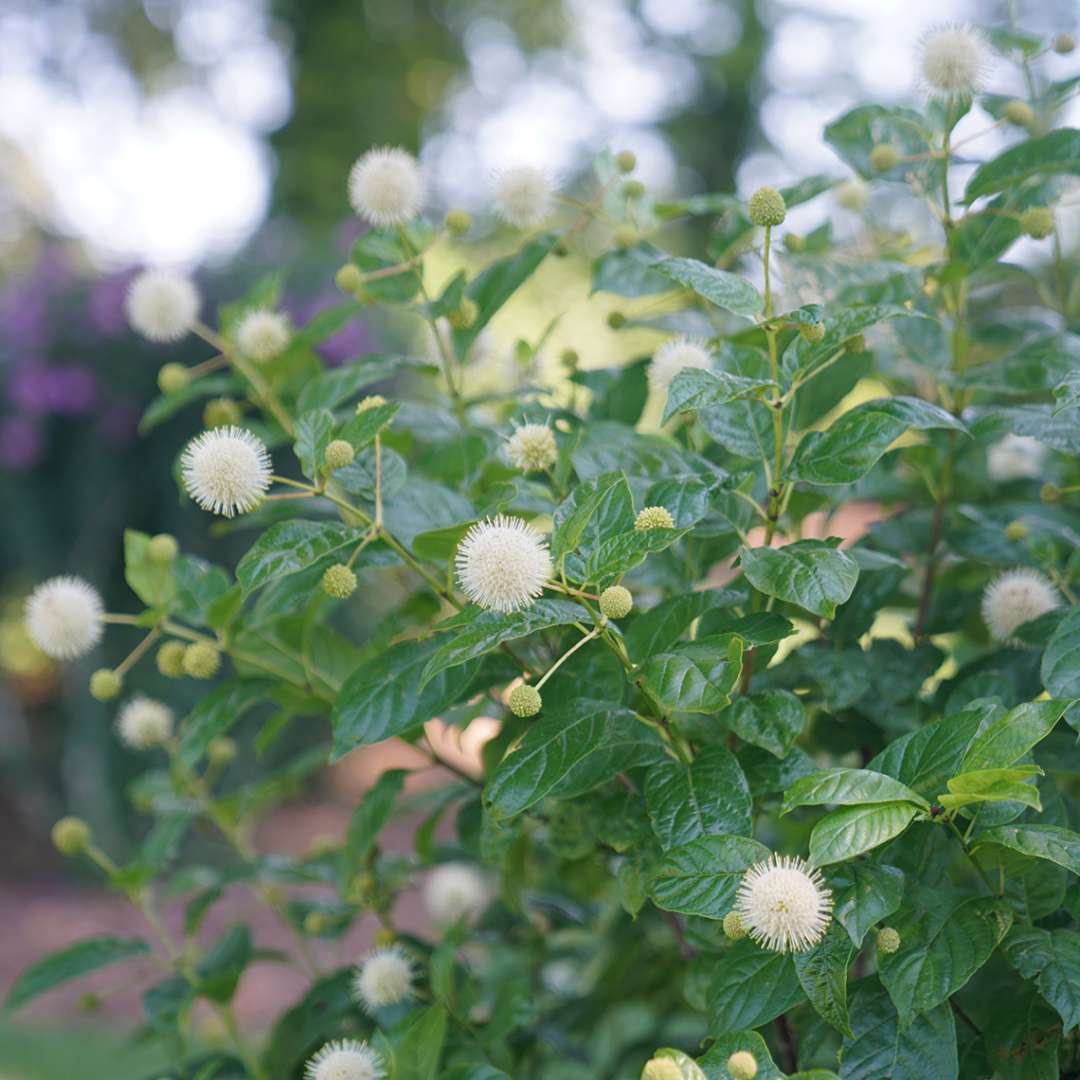 Buttonbush - SUGAR SHACK