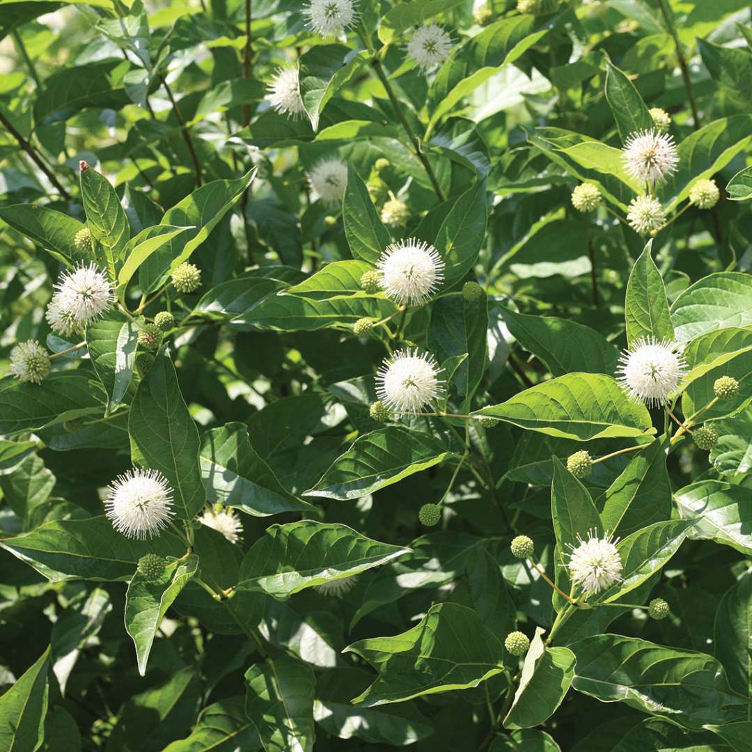 Buttonbush - SUGAR SHACK