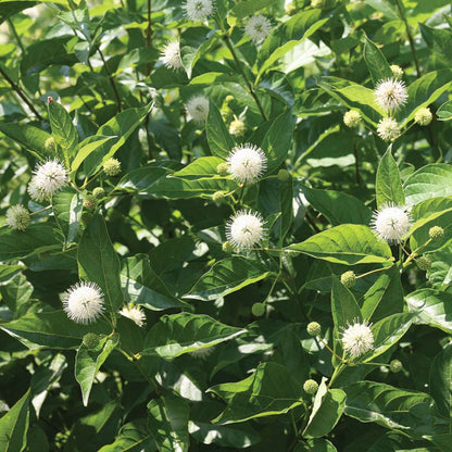 Buttonbush - SUGAR SHACK