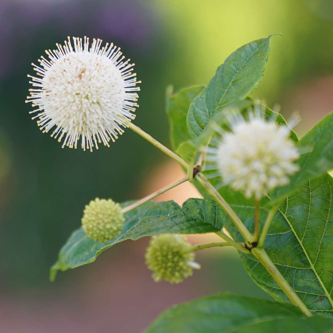 Buttonbush - SUGAR SHACK