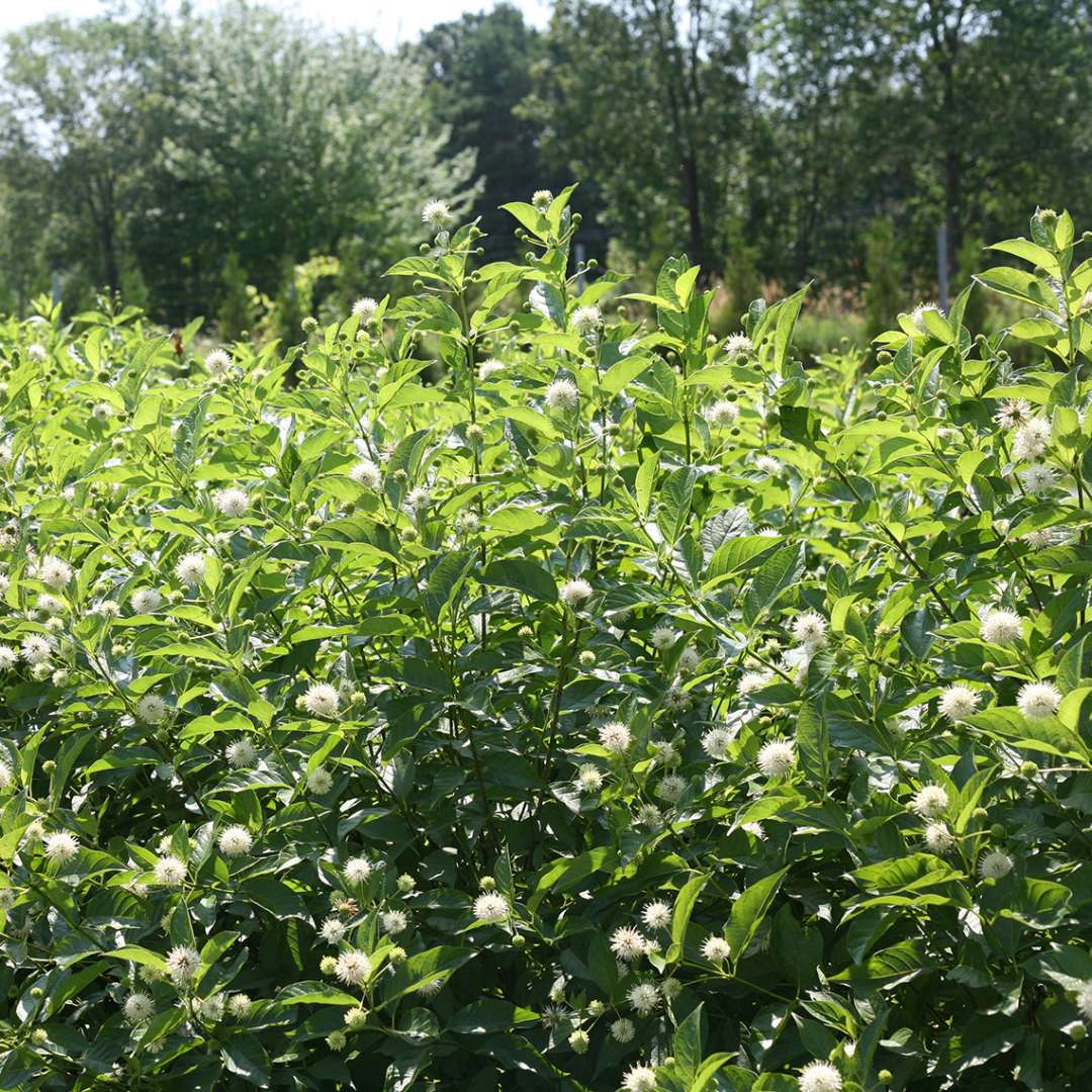 Buttonbush - SUGAR SHACK