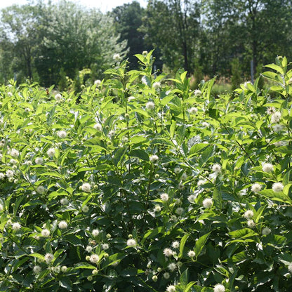 Buttonbush - SUGAR SHACK