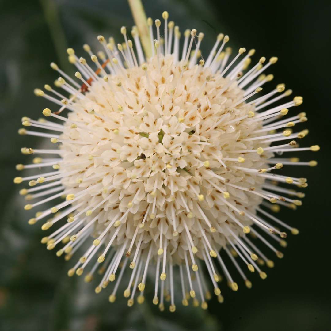 Buttonbush - SUGAR SHACK