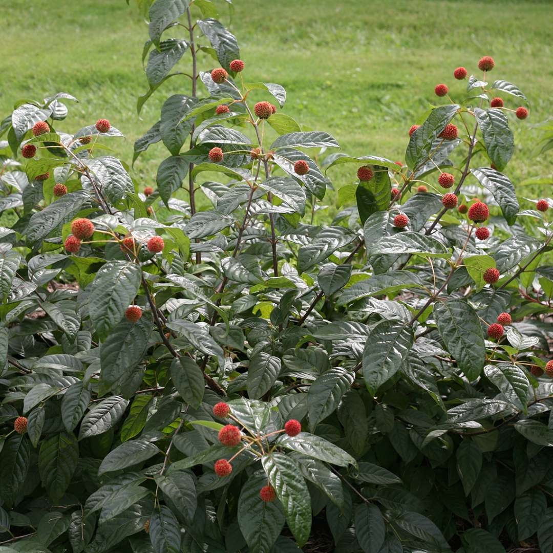 Buttonbush - SUGAR SHACK