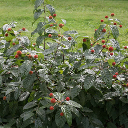 Buttonbush - SUGAR SHACK