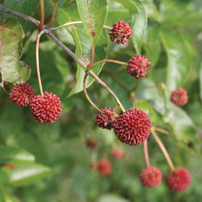 Buttonbush - SUGAR SHACK