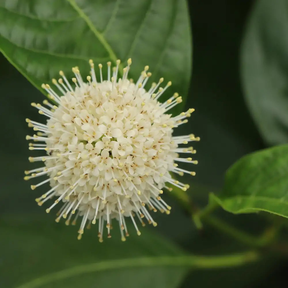 Buttonbush - SUGAR SHACK 2.0