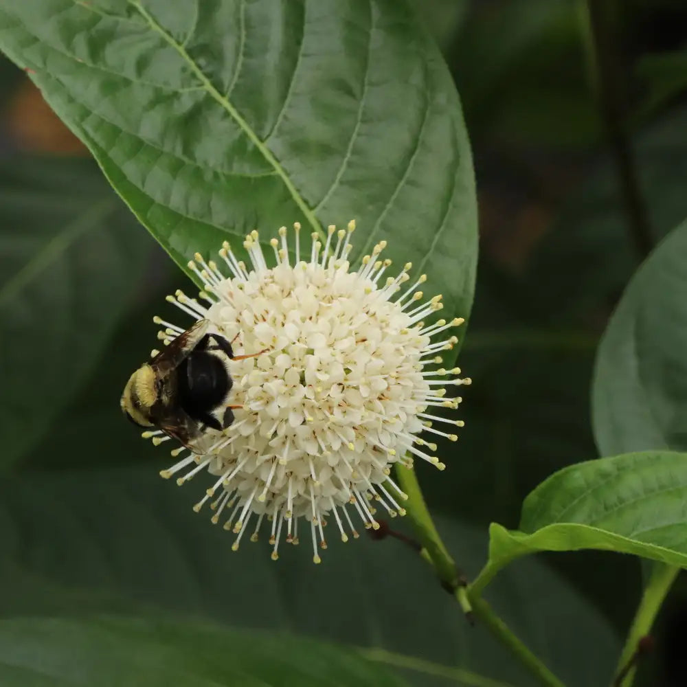 Buttonbush - SUGAR SHACK 2.0
