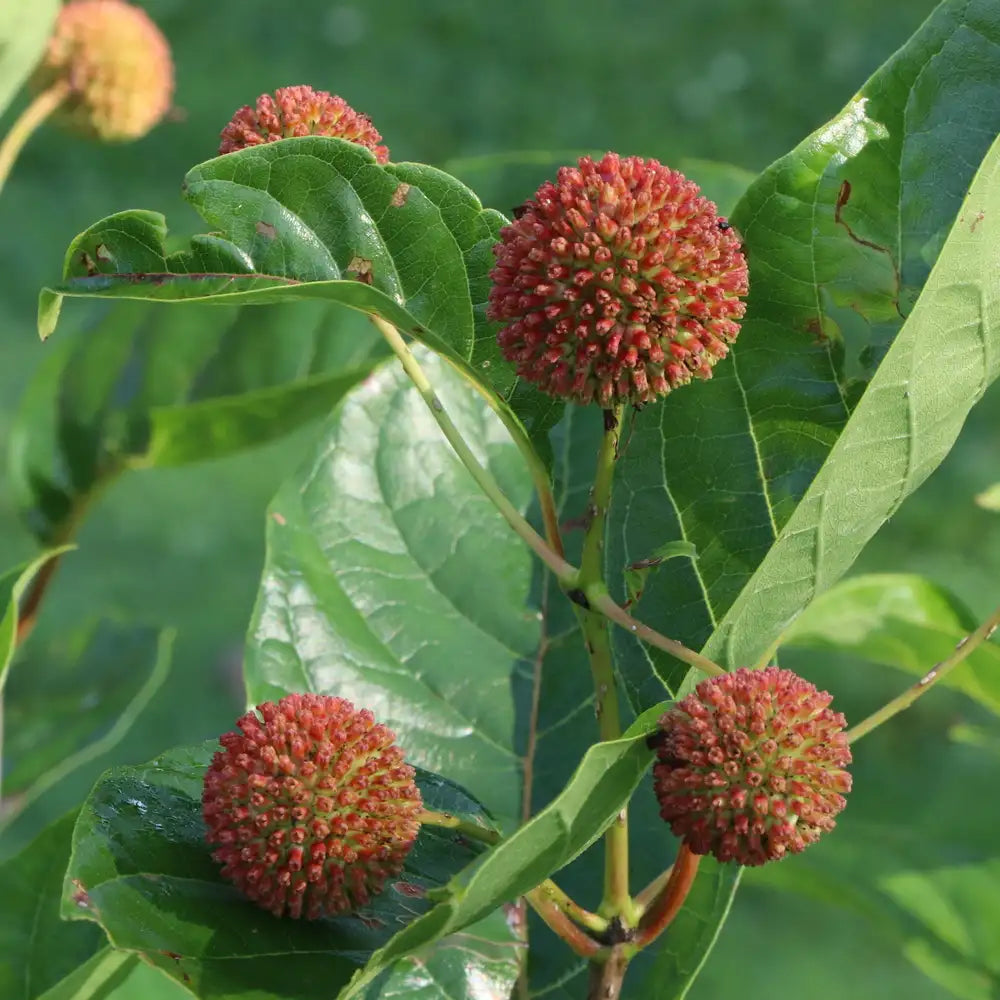 Buttonbush - SUGAR SHACK 2.0