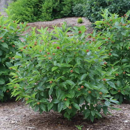 Buttonbush - SUGAR SHACK 2.0