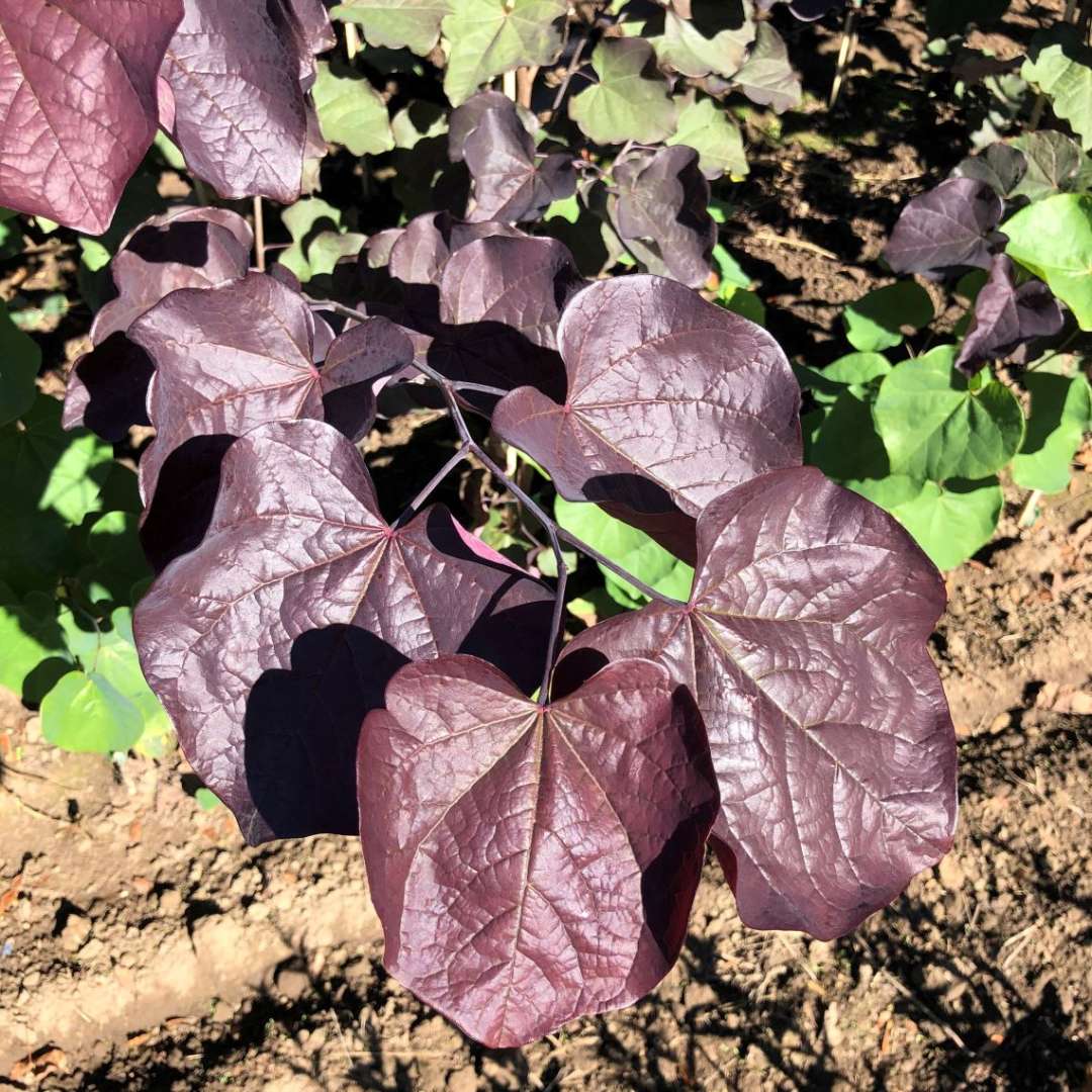 Redbud - MIDNIGHT EXPRESS