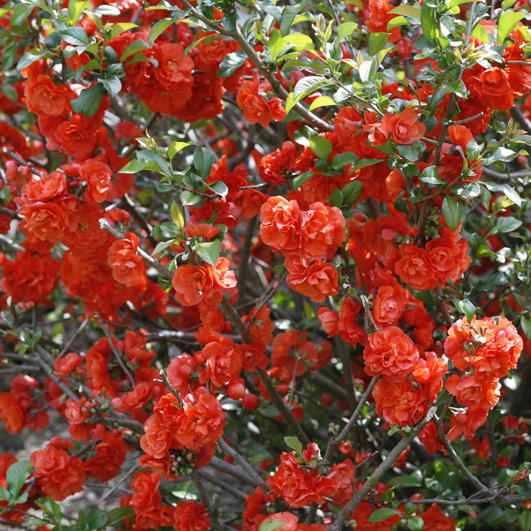 Quince - DOUBLE TAKE Orange
