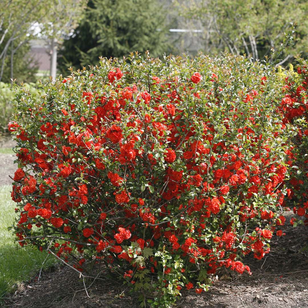 Quince - DOUBLE TAKE Orange