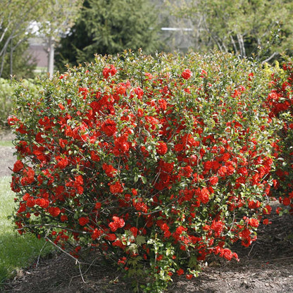 Quince - DOUBLE TAKE Orange