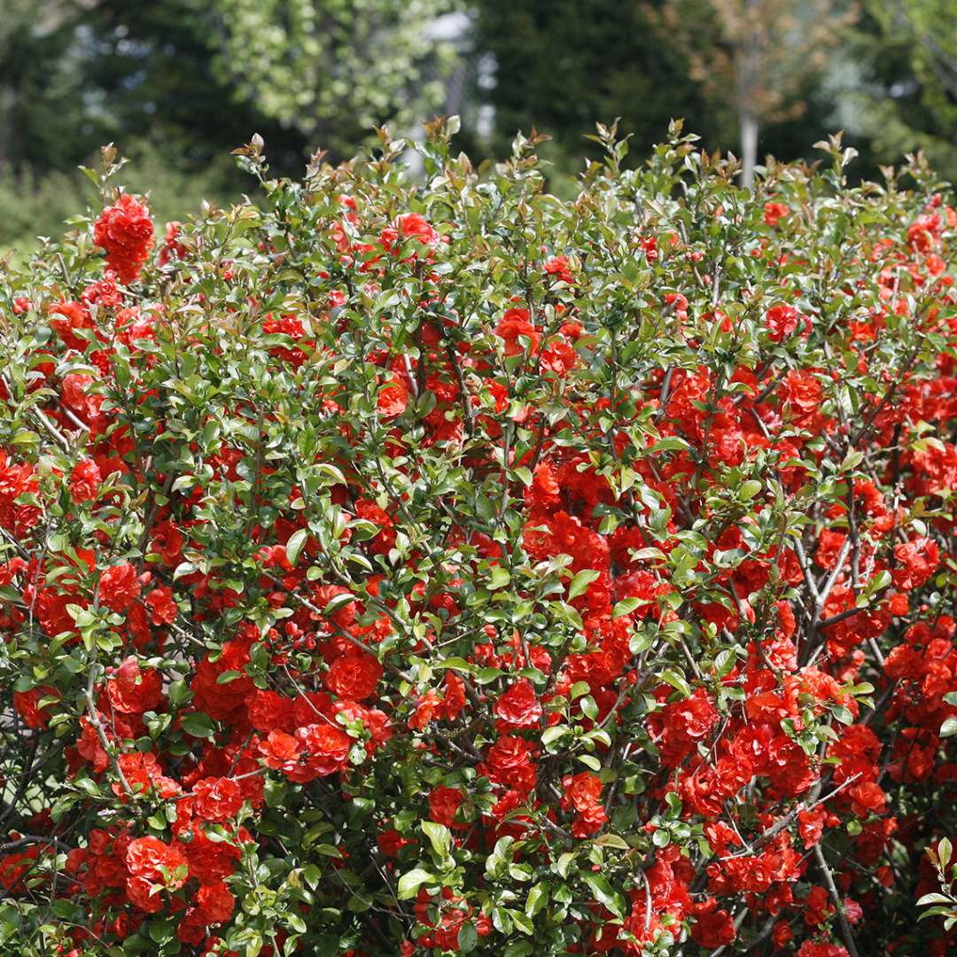 Quince - DOUBLE TAKE Orange