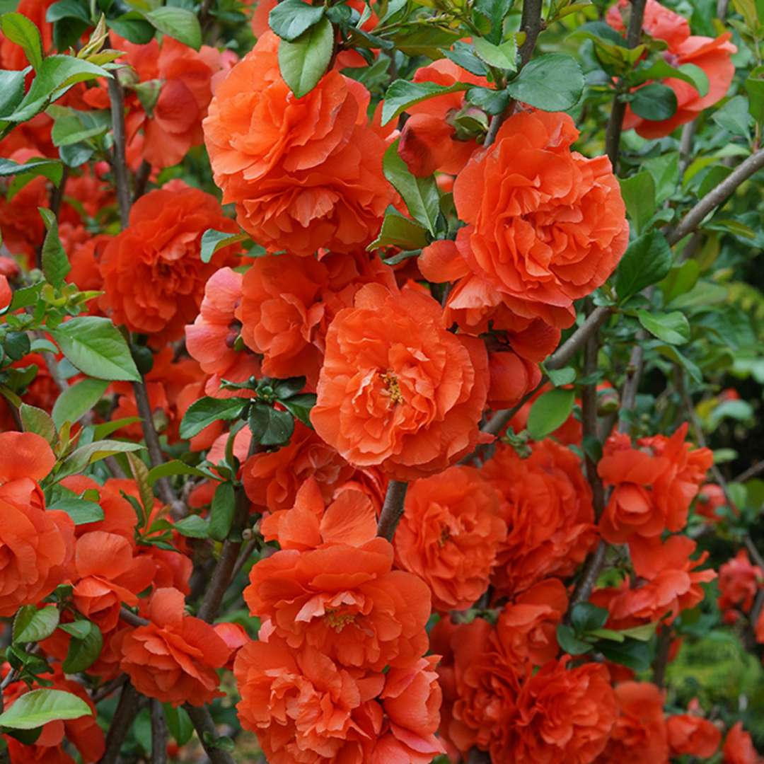 Quince - DOUBLE TAKE Orange
