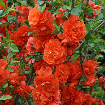 Quince - DOUBLE TAKE Orange
