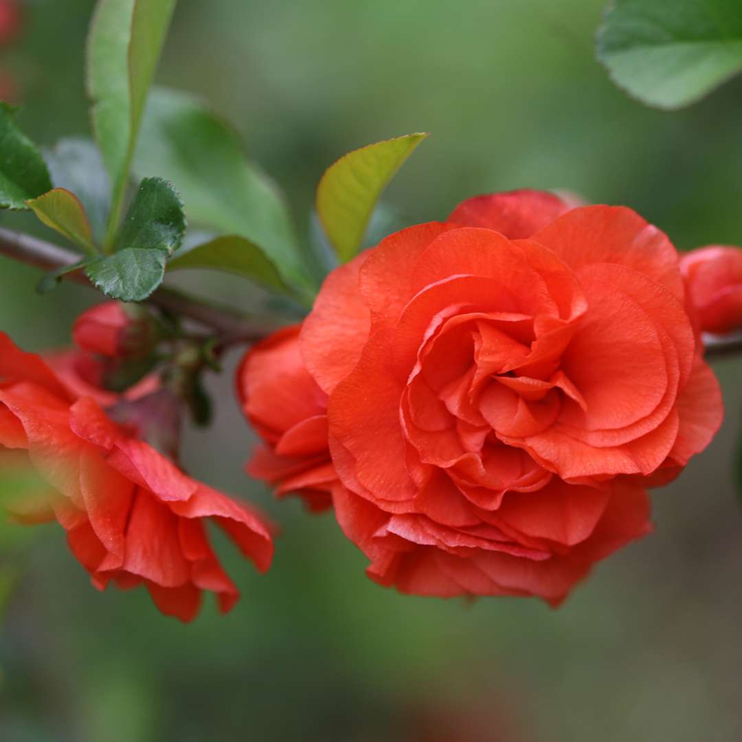 Quince - DOUBLE TAKE Orange