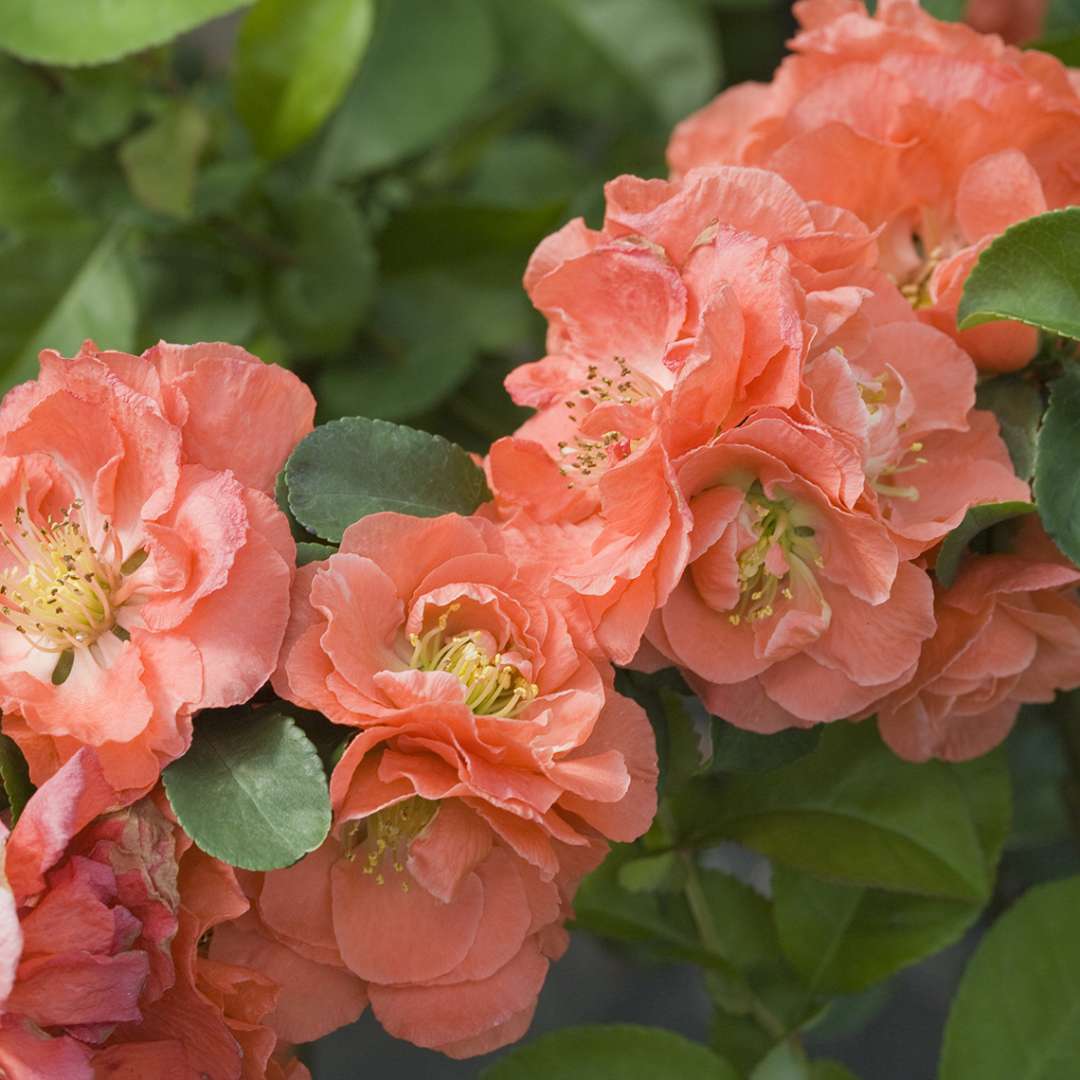 Quince - DOUBLE TAKE Peach