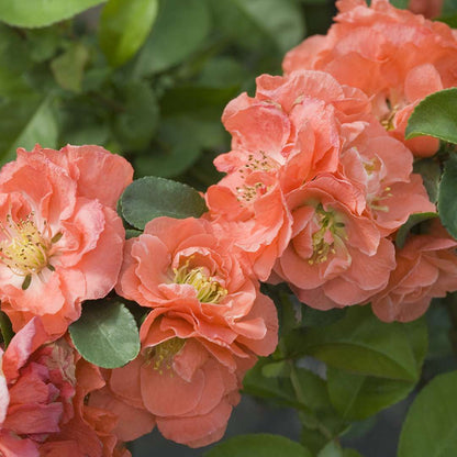 Quince - DOUBLE TAKE Peach