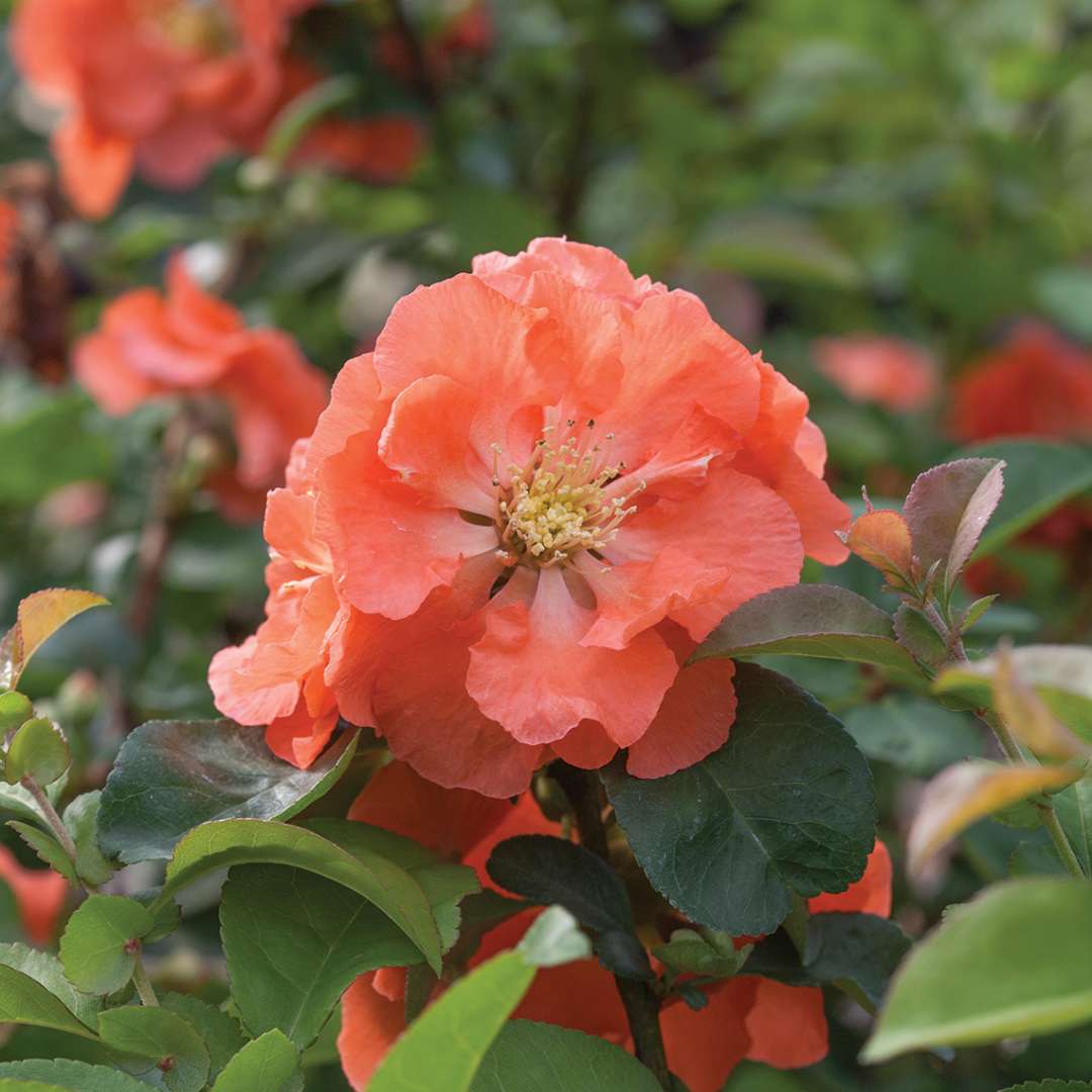 Quince - DOUBLE TAKE Peach