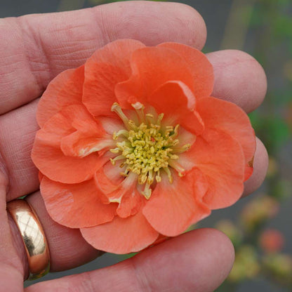 Quince - DOUBLE TAKE Peach